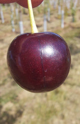 Prunus cer.'Morellenfeuer'             CAC Sauerkirsche 'Morellenfeuer'
