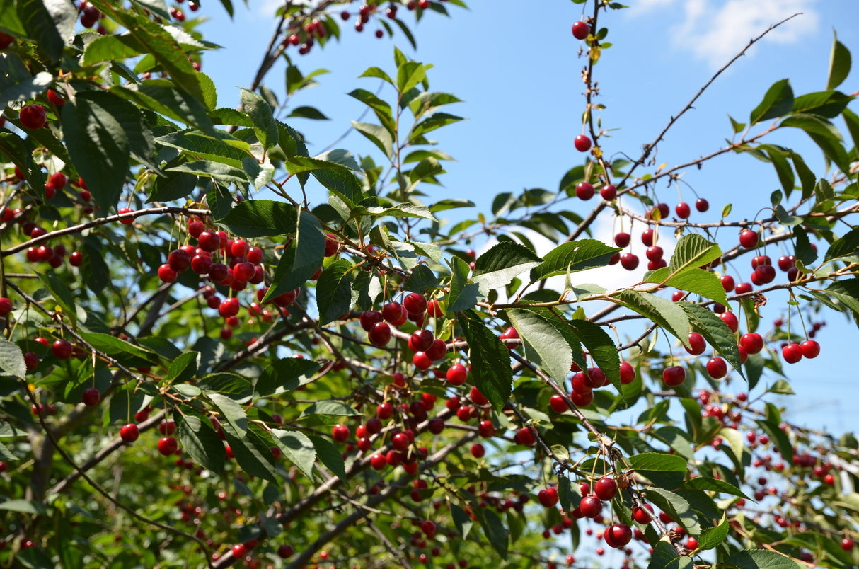 Prunus cer.'Morellenfeuer'             CAC Sauerkirsche 'Morellenfeuer'