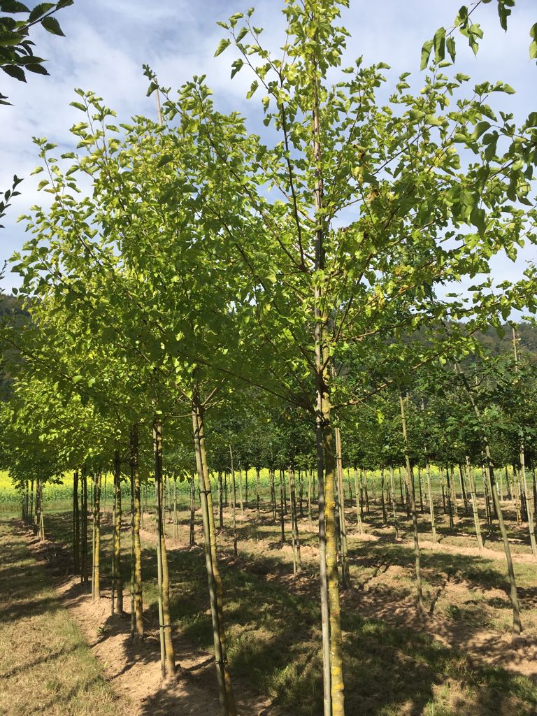 Morus alba Weiße Maulbeere