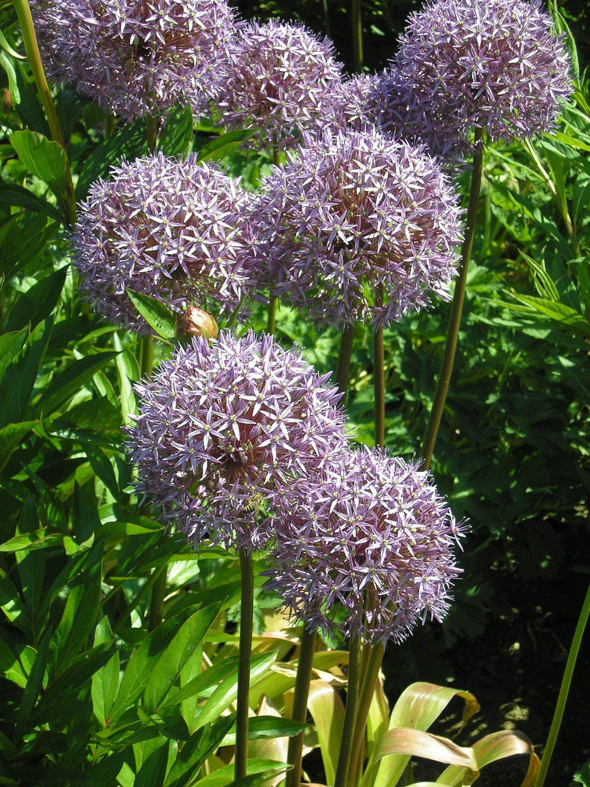 Allium macleanii 'Globemaster' Zierlauch