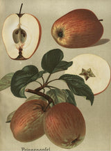 Malus 'Prinzenapfel'                   CAC Apfel 'Prinzenapfel'                mittel