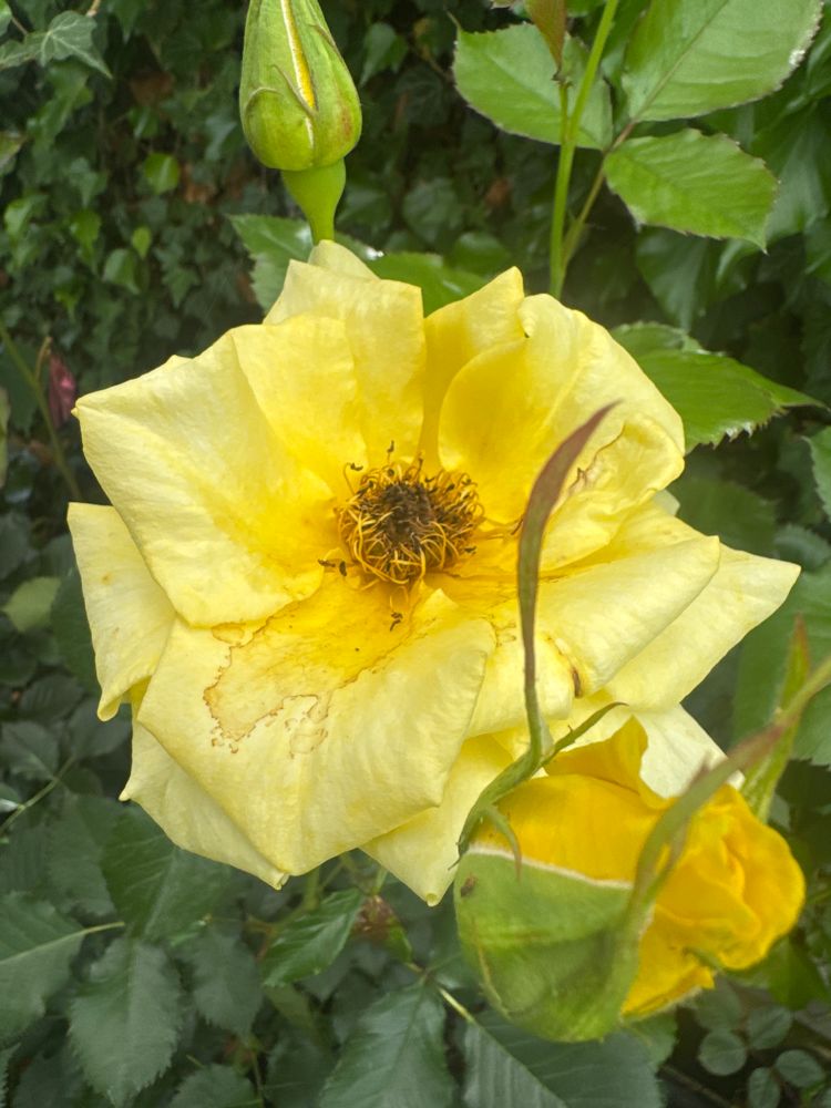 Rosa 'Goldquelle'  -R-                  BT II Beetrose 'Goldquelle'  -R-