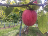 Malus 'Piros'  -S-                     CAC Apfel 'Piros'  -S-                    früh