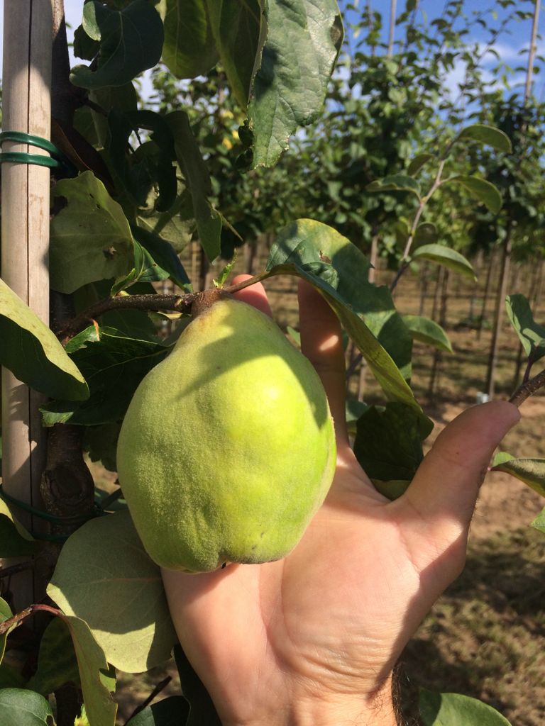 Cydonia 'Portugiesische'               CAC Quitte 'Portugiesische'