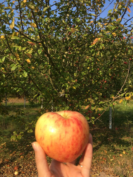 Malus 'Gravensteiner'                  CAC Apfel 'Gravensteiner'               mittel