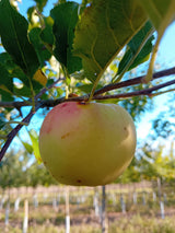 Malus 'Sirius'  -S-                    CAC Apfel 'Sirius'  -S-