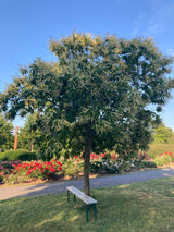 Castanea sativa Esskastanie
