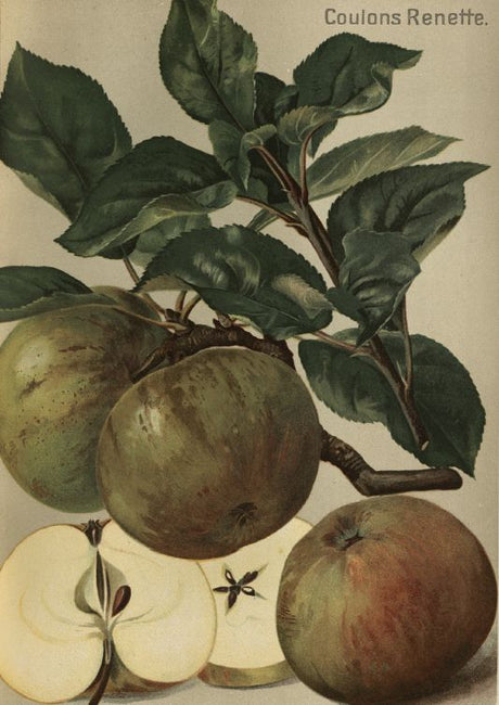 Malus 'Coulons Renette'                CAC Apfel 'Coulons Renette'               spät