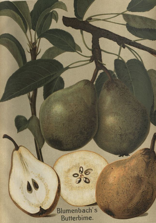 Pyrus com.'Blumenbachs Butterbirne'    CAC Birne 'Blumenbachs Butterbirne'       spät