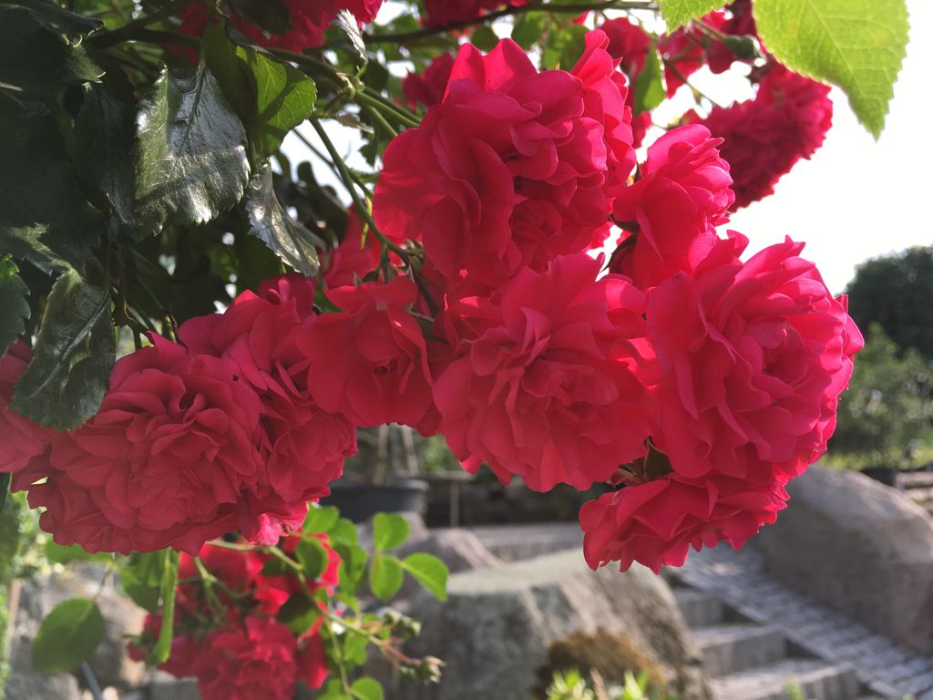 Rosa 'Gärtnerfreude'  -R-              BDR III Bodend.Rose 'Gärtnerfreude'  -R-