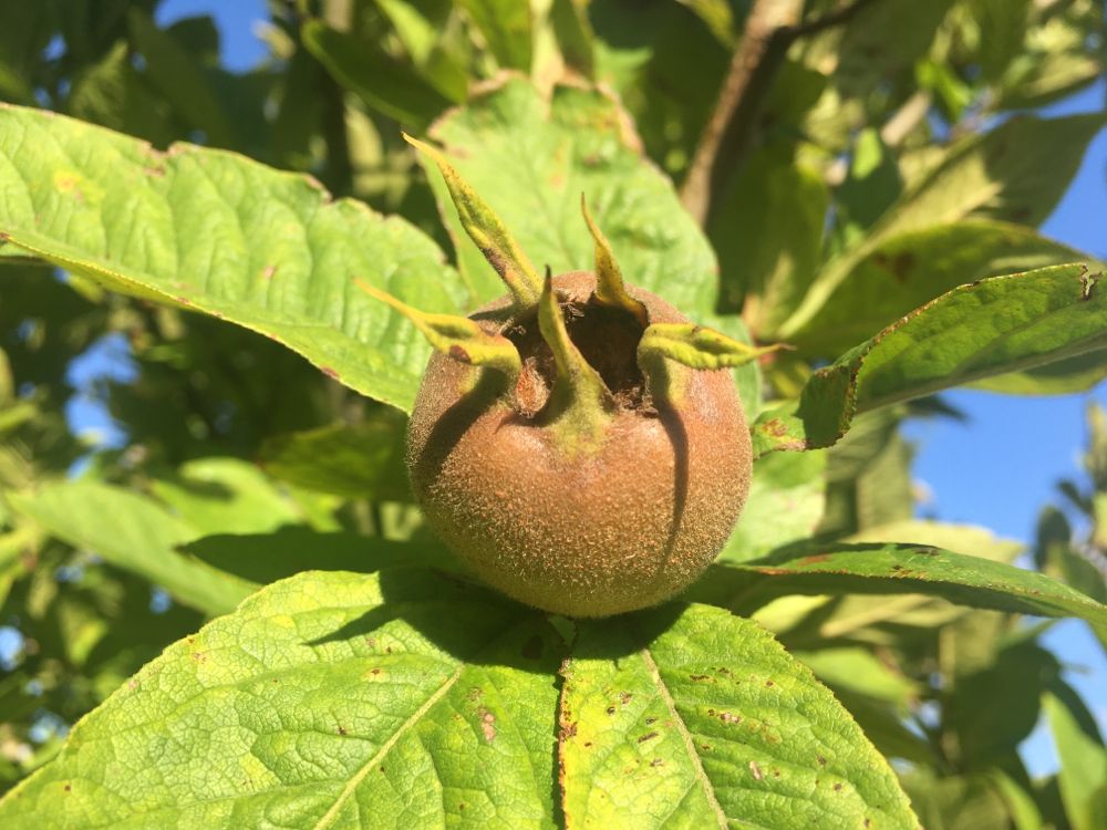 Mespilus germanica Mispel
