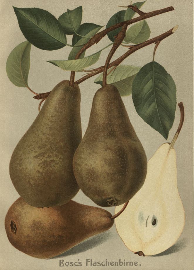Pyrus com.'Bosc's Flaschenbirne'       CAC Birne 'Bosc's Flaschenbirne'        mittel