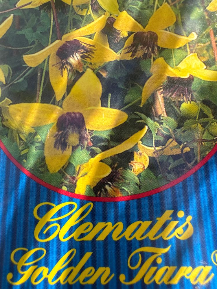 Clematis serratifolia 'Golden Tiara'  -R- Waldrebe 'Golden Tiara'  -R-