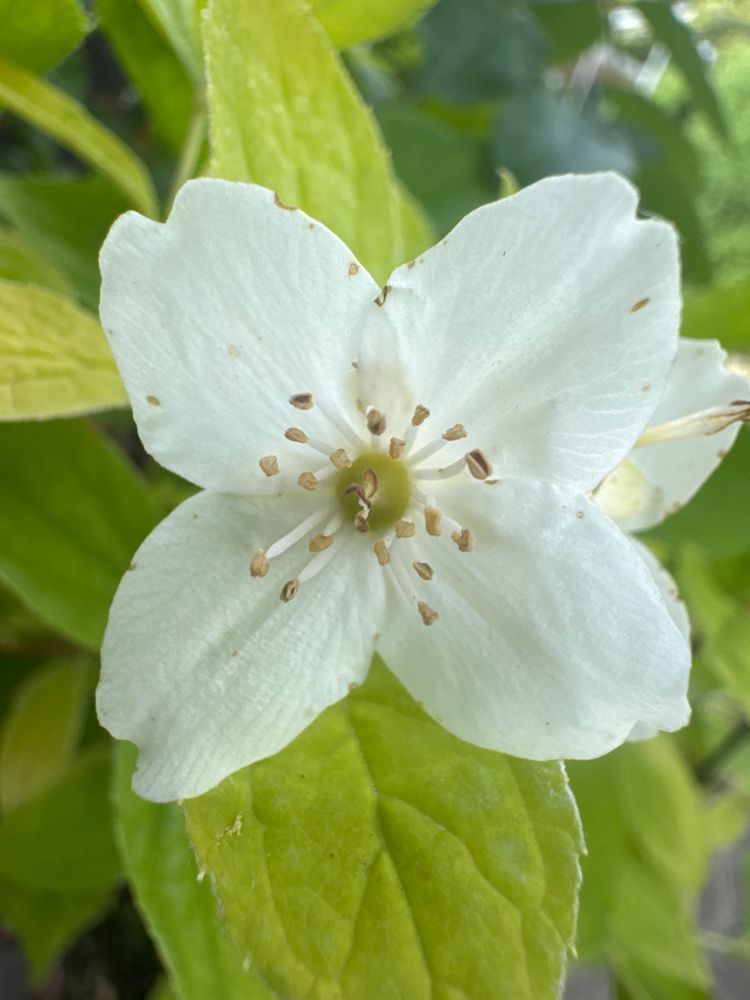 Philadelphus coronarius 'Aureus' Duftend.Bauernjasmin 'Aureus'