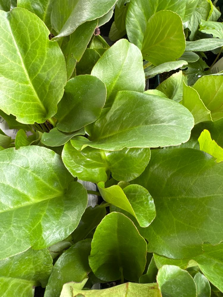 Bergenia cordifolia 'Eroica' Bergenie