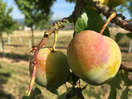 Prunus ital.'Große Grüne Renekl.'      CAC Reneklode 'Große Grüne Reneklode'   mittel