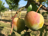 Prunus ital.'Große Grüne Renekl.'      CAC Reneklode 'Große Grüne Reneklode'   mittel