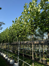 Liriodendron tulipifera Amerik.Tulpenbaum