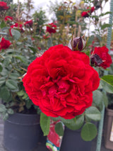 Rosa 'Belkanto'  -R-                    KL Kletterrose 'Belkanto'  -R-