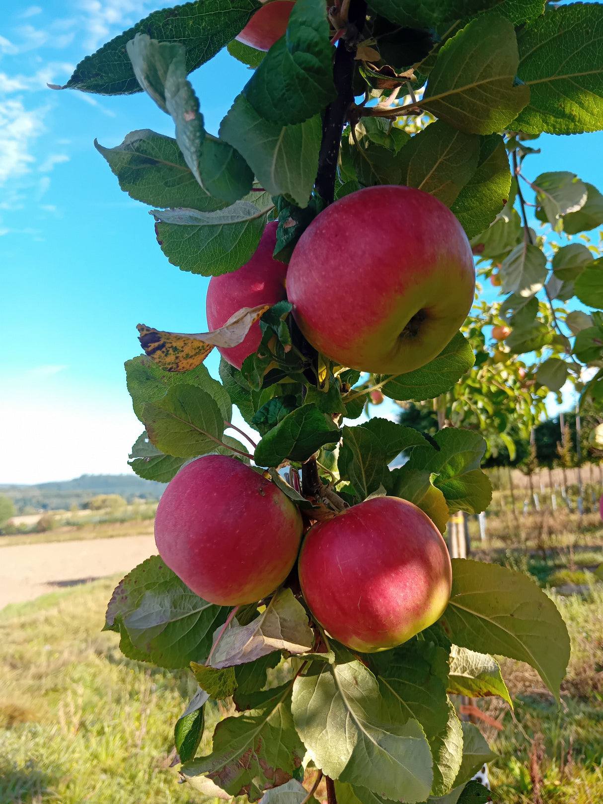 Malus 'Prinz Albrecht von Preußen'     CAC Apfel 'Prinz Albrecht von Preußen'  mittel