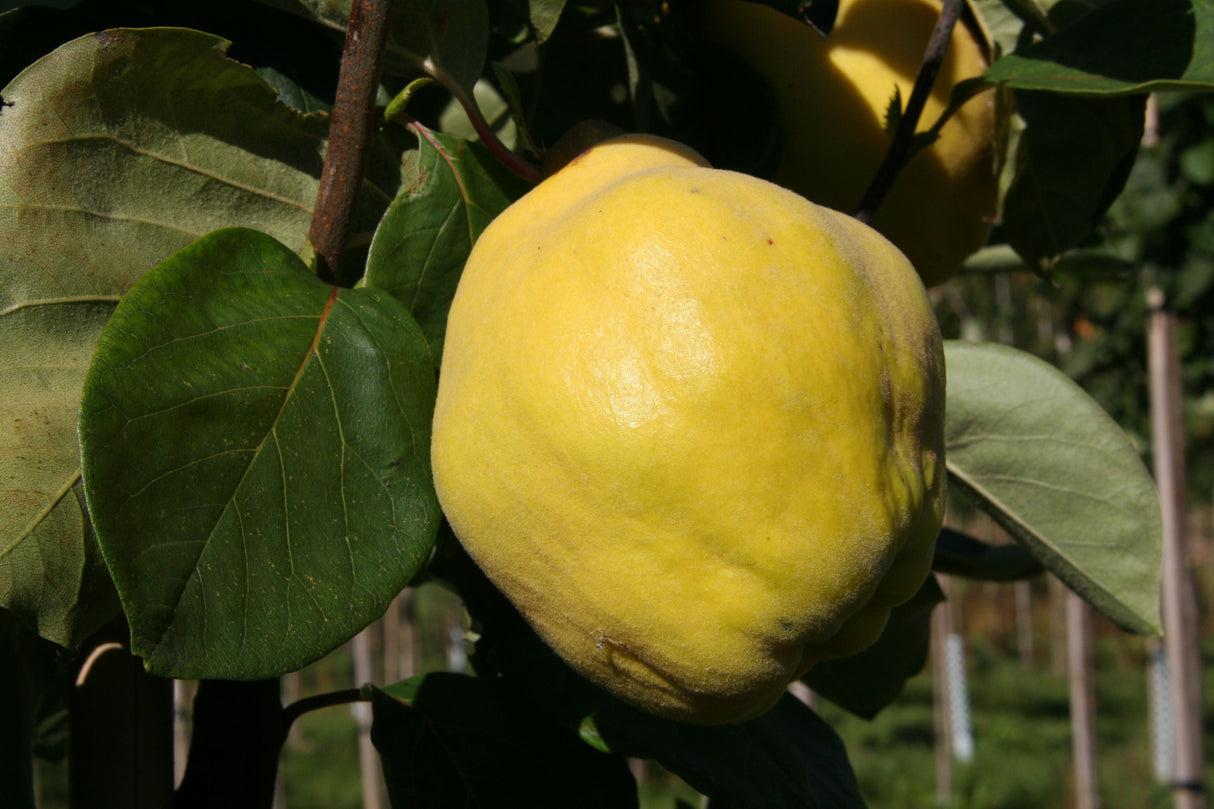 Cydonia 'Cydora Robusta'  -S-          CAC Quitte 'Cydora Robusta'  -S-