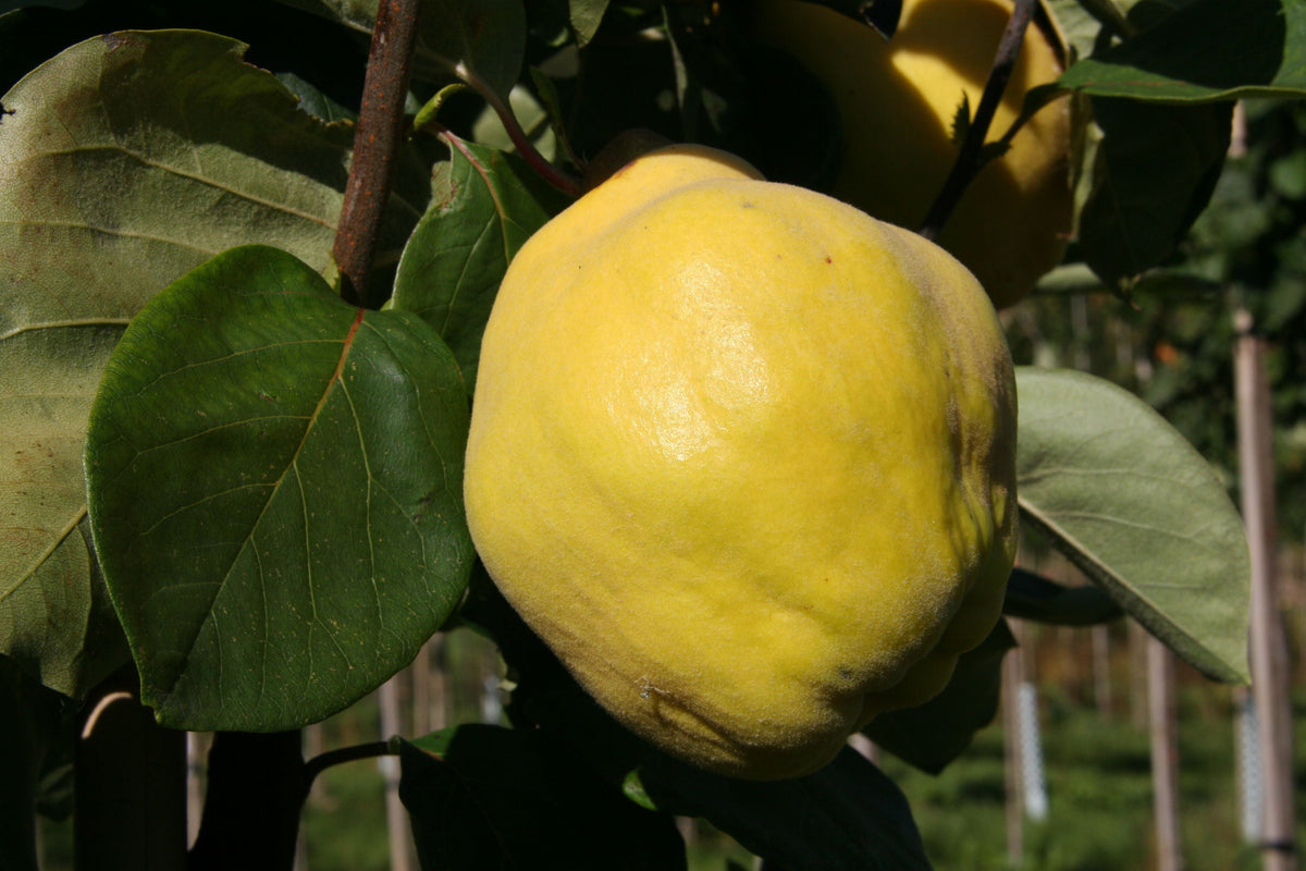 Cydonia 'Cydora Robusta'  -S-          CAC Quitte 'Cydora Robusta'  -S-