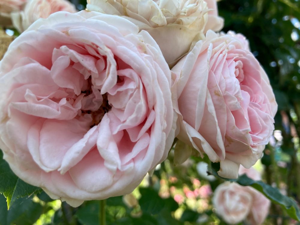 Rosa 'Giardina'                         KL VI Kletterrose 'Giardina'
