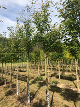 Amelanchier arborea 'Robin Hill' Felsenbirne 'Robin Hill'