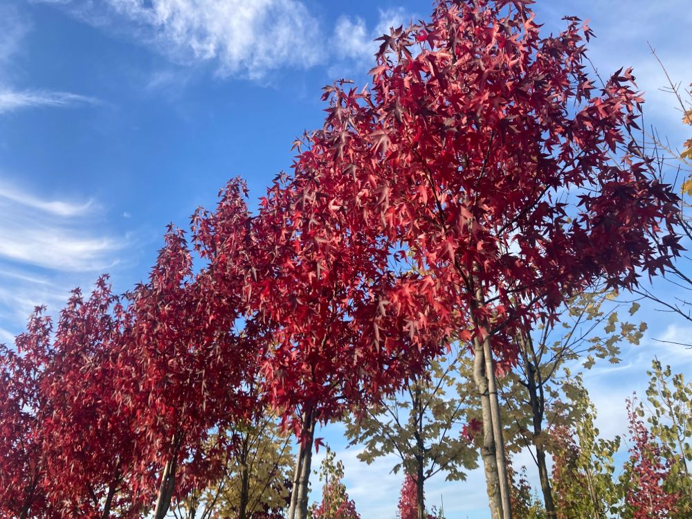 Liquidambar styraciflua 'Worplesdon' Amberbaum 'Worplesdon'