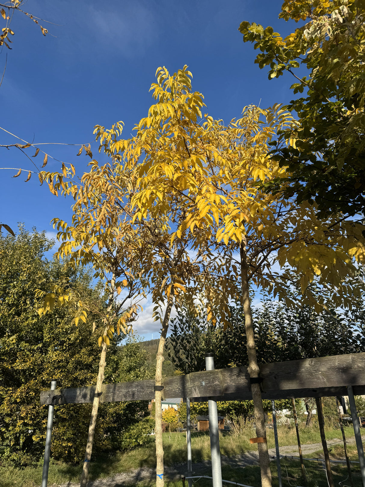 Phellodendron amurense Echter Korkbaum