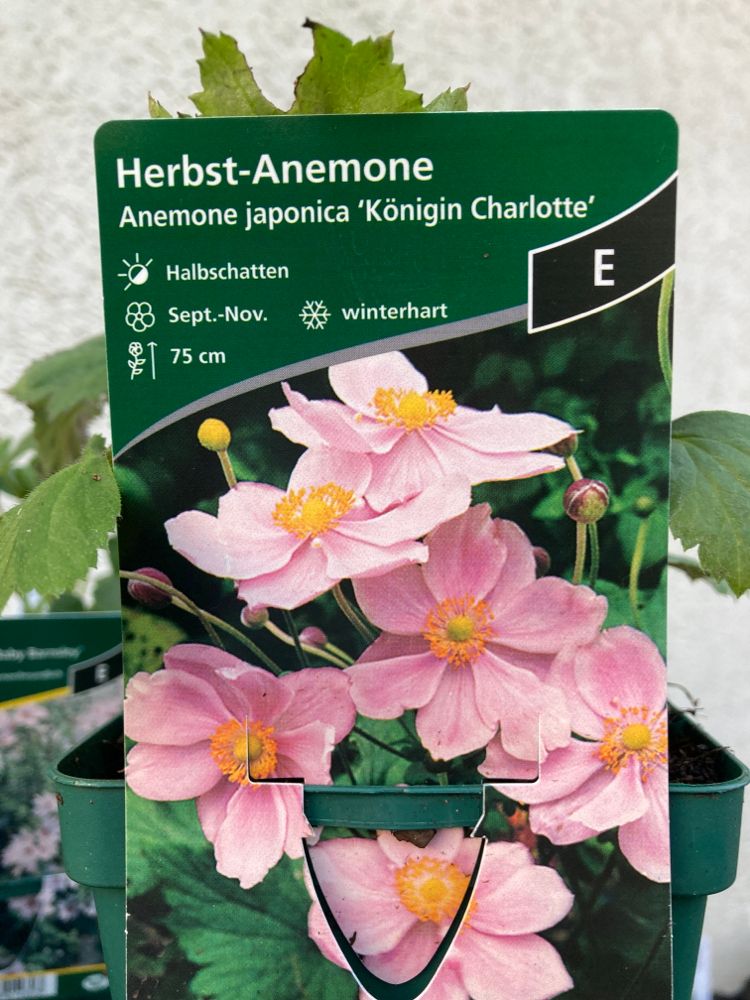 Anemone japonica 'Königin Charlotte' Herbst-Anemone