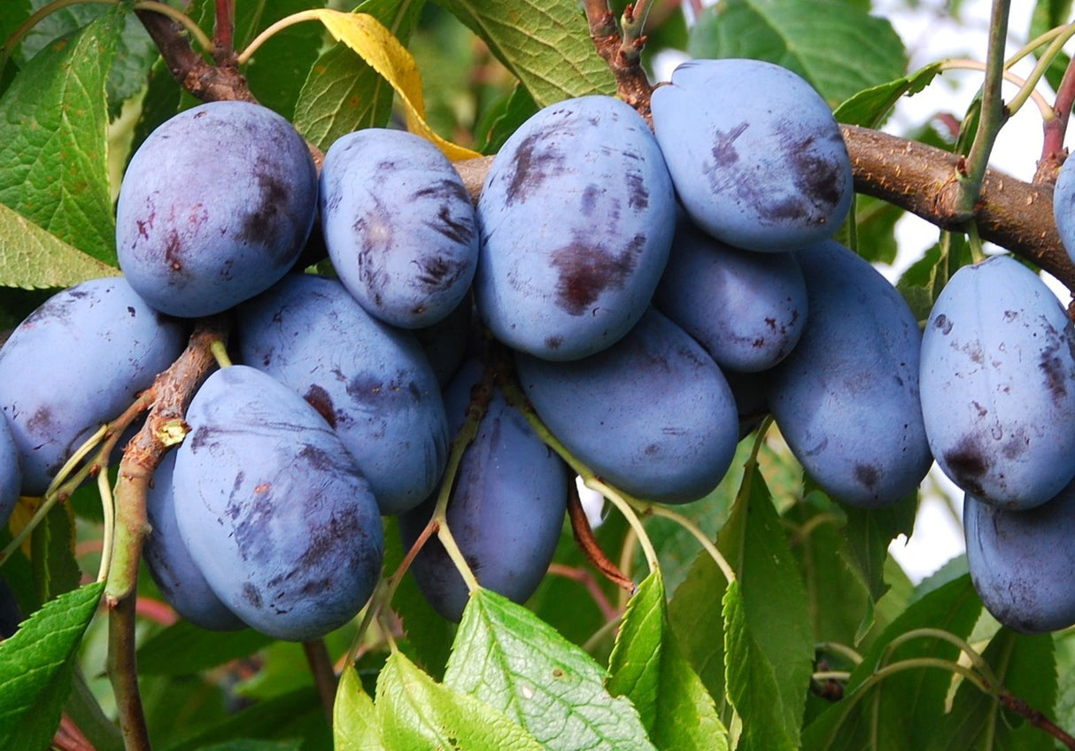 Prunus dom.'Jofela'  -R-               CAC Zwetsche 'Jofela'  -R-