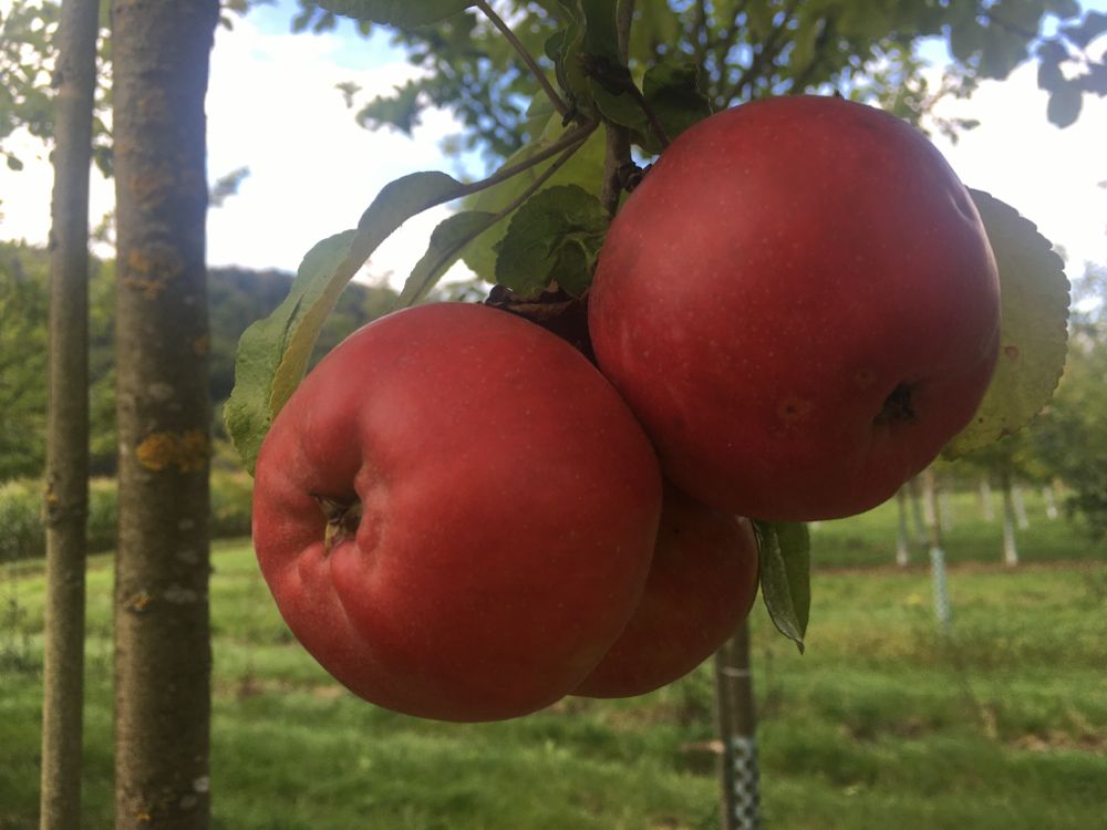 Malus 'Danziger Kantapfel'             CAC Apfel 'Danziger Kantapfel'          mittel