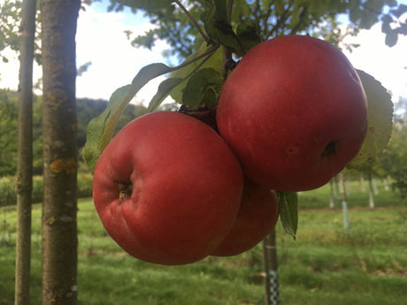 Malus 'Danziger Kantapfel'             CAC Apfel 'Danziger Kantapfel'          mittel