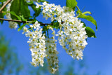 Prunus avium Vogelkirsche