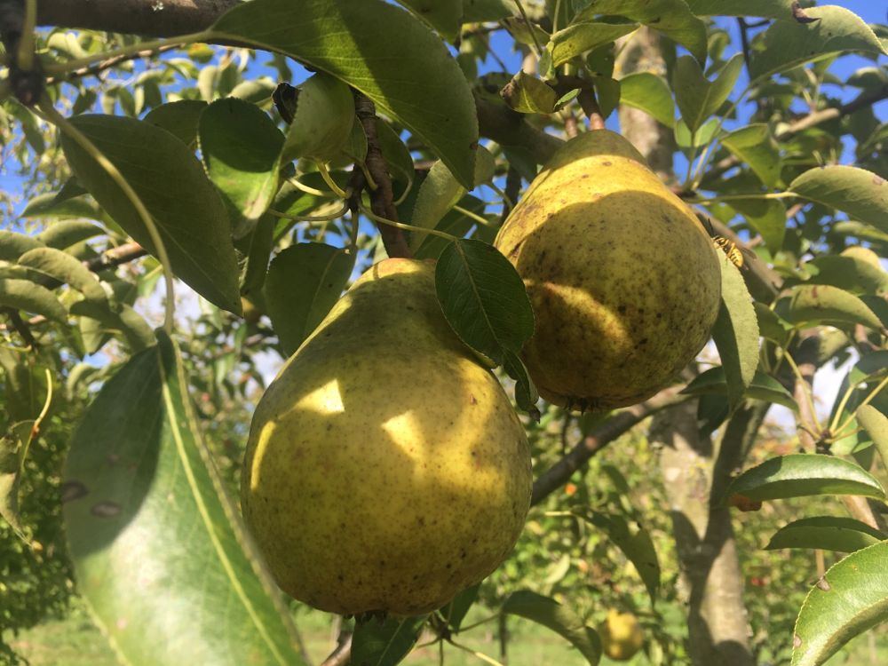 Pyrus com.'Williams Christbirne'       CAC Birne 'Williams Christbirne'