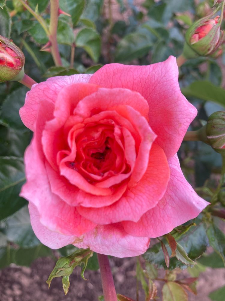 Rosa 'Orangerie'  -R-                   BT Beetrose 'Orangerie'  -R-         ADR-Rose