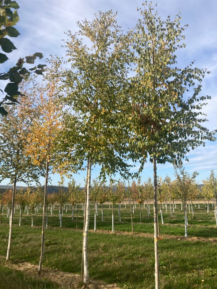 Betula pubescens Moorbirke