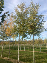 Betula pubescens Moorbirke