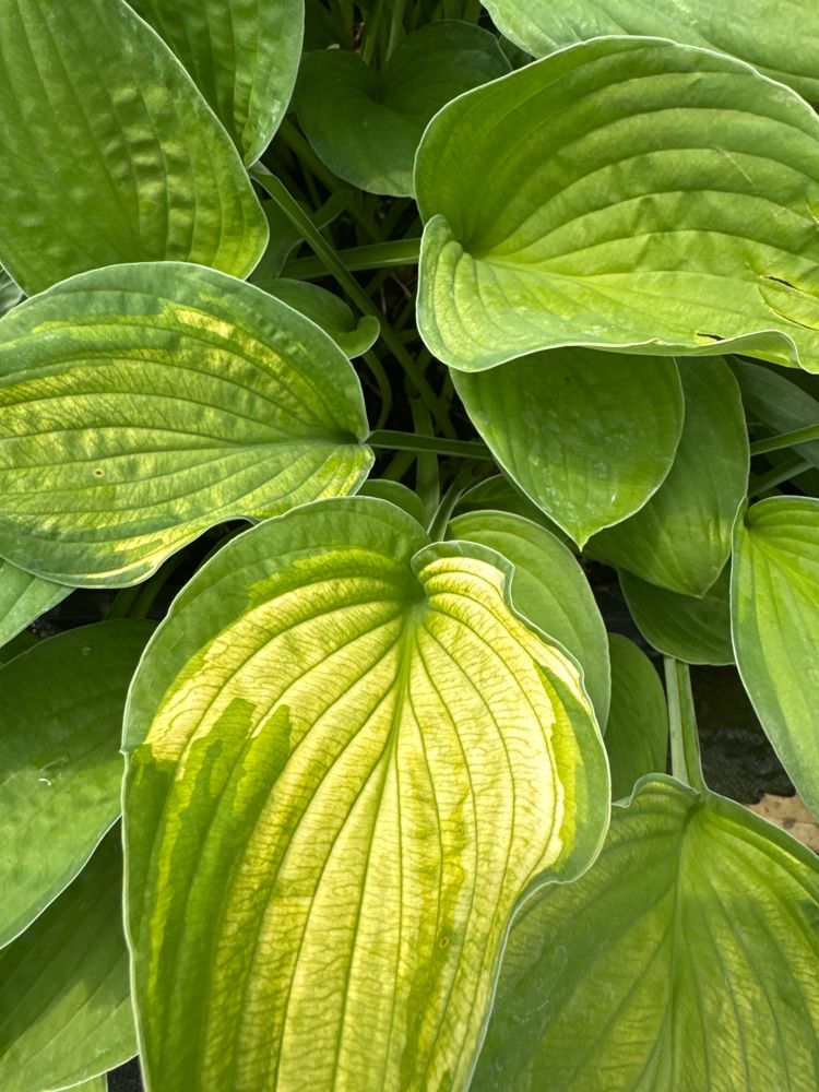 Hosta x fortunei 'Albopicta' Gelb-Grünrandige Funkie