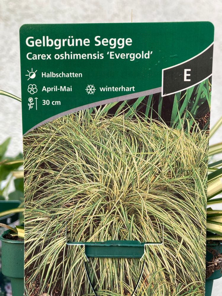 Carex oshimensis 'Evergold' Oshima-Segge