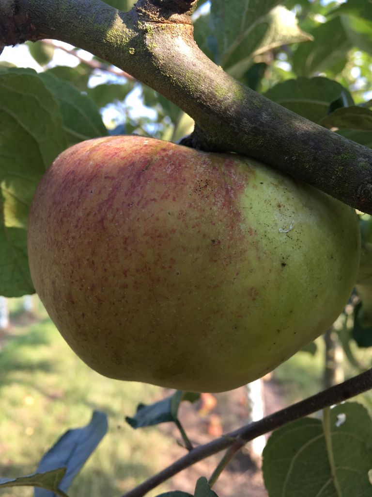Malus 'Horneburger Pfannkuchena.'      CAC Apfel 'Horneburger Pfannkuchena.'     spät