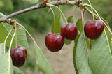 Prunus av.'Kordia'                     CAC Süßkirsche 'Kordia'                   6.KW