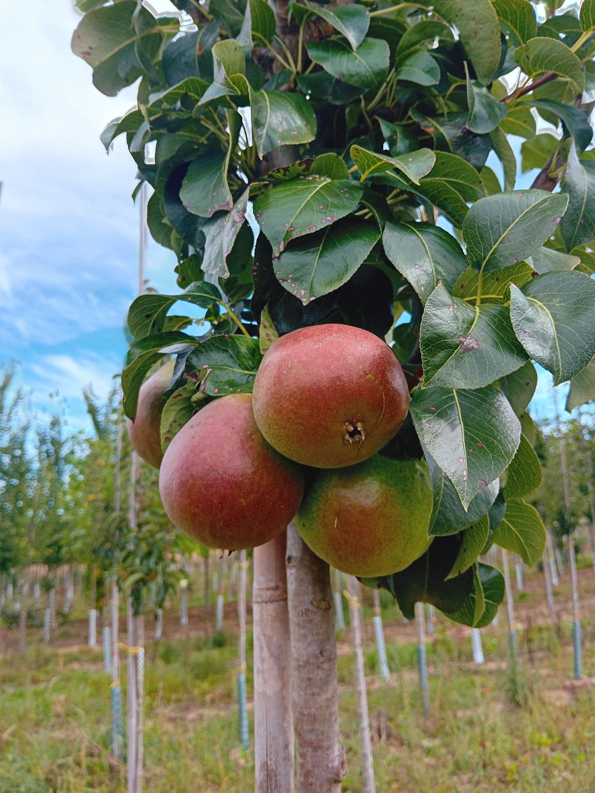Pyrus com.'Condora'                    CAC Säulenbirne 'Condora'
