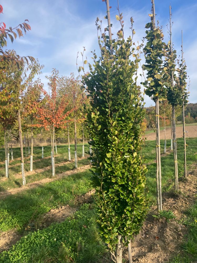 Fagus sylvatica 'Dawyck Gold' Säulen-Goldbuche 'Dawyck Gold'