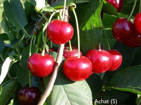 Prunus cer.'Achat'  -S-                CAC Sauerkirsche 'Achat'  -S-             4.KW
