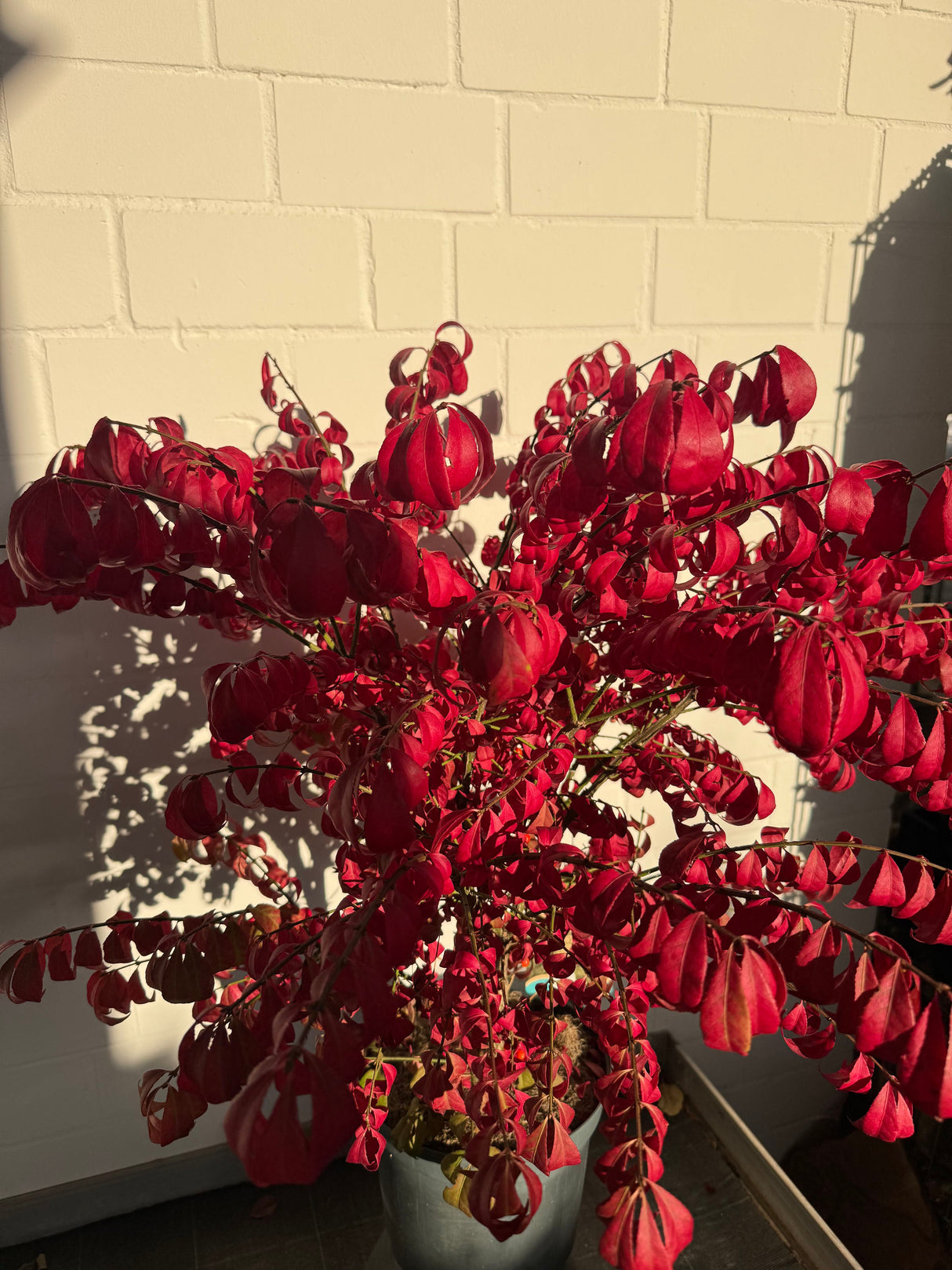 Euonymus alatus 'Compactus' Korkflügelstrauch 'Compactus'