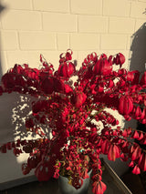 Euonymus alatus 'Compactus' Korkflügelstrauch 'Compactus'