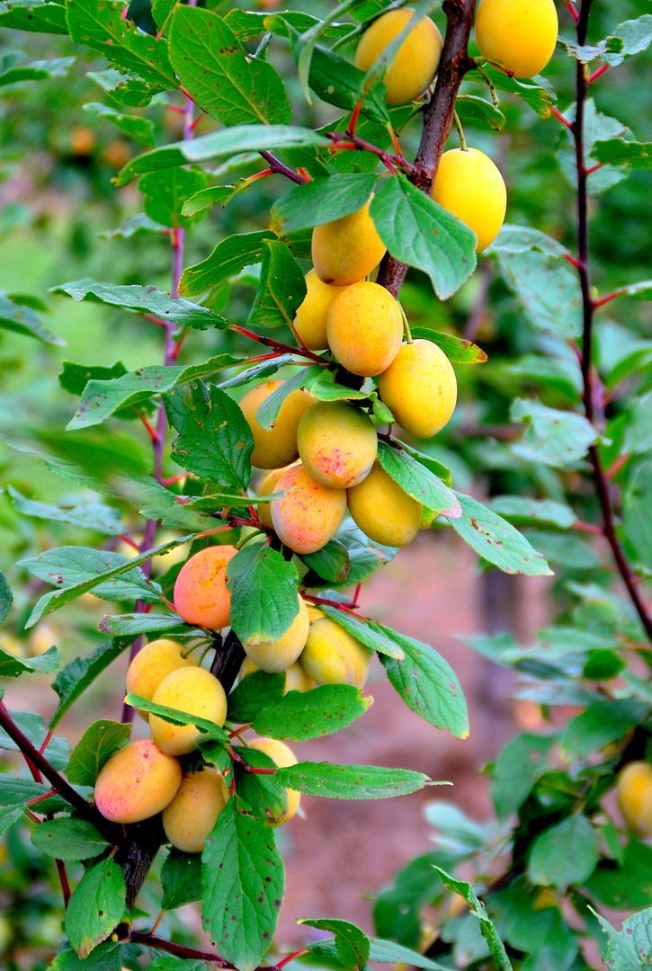 Prunus syr.'Miroma'  -R-               CAC Mirabelle 'Miroma'  -R-