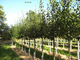 Prunus dom.'Wangenhm. Frühzwetsche'    CAC Zwetsche 'Wangenheimer Frühzwetsche'
